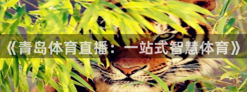 《青岛体育直播：一站式智慧体育》